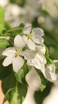 Oryginalny obrazek