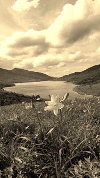Sepia