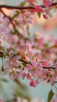 Oryginalny obrazek