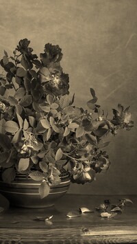 Szary + Sepia