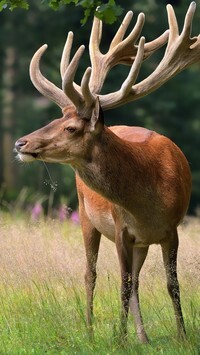 Oryginalny obrazek