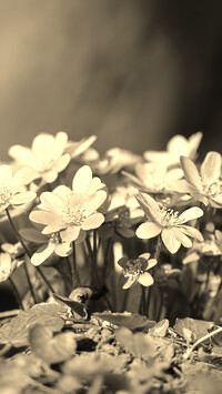 Szary + Sepia