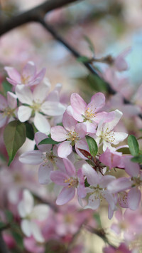Oryginalny obrazek