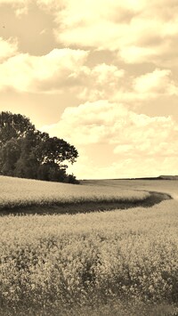Szary + Sepia
