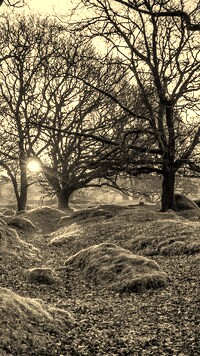 Szary + Sepia