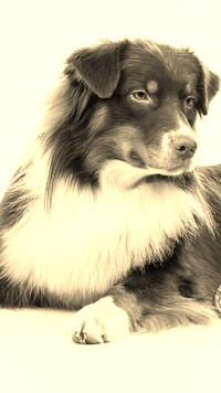 Sepia