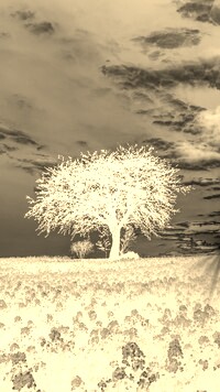 Sepia + Negatyw