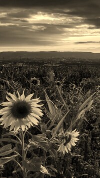 Szary + Sepia