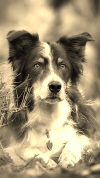 Szary + Sepia