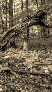 Szary + Sepia