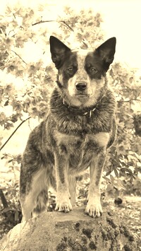 Szary + Sepia