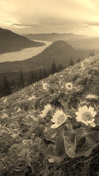 Szary + Sepia