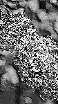 Skamielina