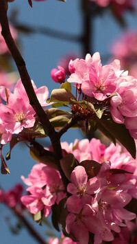 Oryginalny obrazek