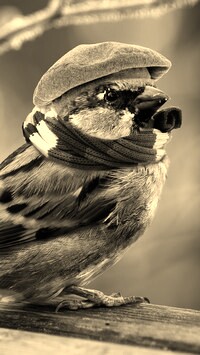 Szary + Sepia