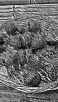 Skamielina