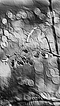 Skamielina