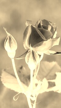 Sepia + Negatyw