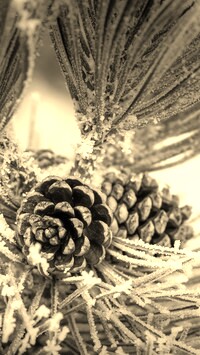 Szary + Sepia