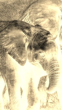 Sepia + Negatyw