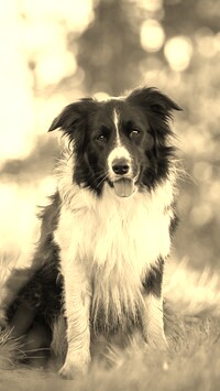 Szary + Sepia