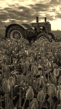 Szary + Sepia