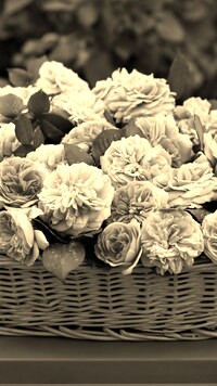 Szary + Sepia