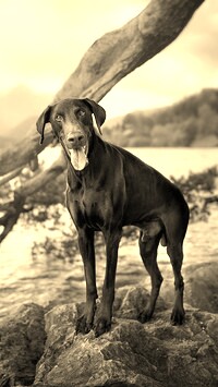 Sepia