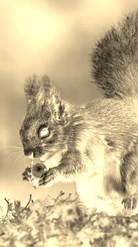 Sepia + Negatyw