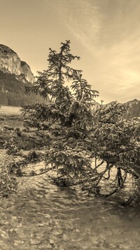 Szary + Sepia