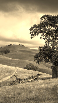 Szary + Sepia