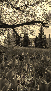 Szary + Sepia