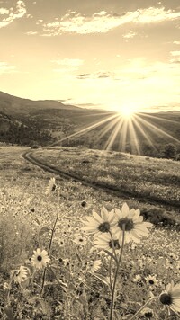 Szary + Sepia