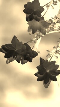 Sepia + Negatyw