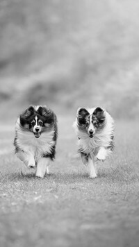 Szary