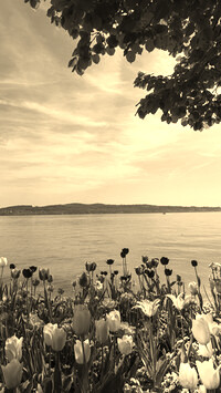 Szary + Sepia