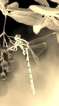 Sepia + Negatyw