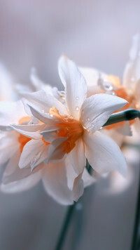 Oryginalny obrazek