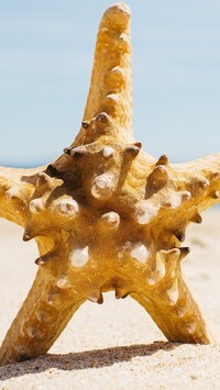 Oryginalny obrazek