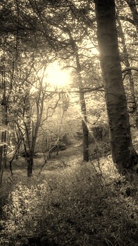 Szary + Sepia