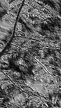 Skamielina