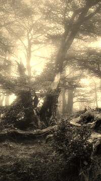 Szary + Sepia