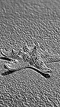 Skamielina