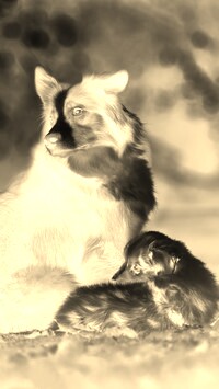 Sepia + Negatyw
