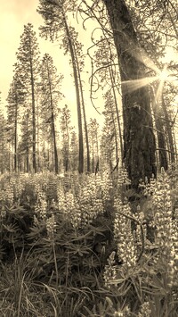 Sepia