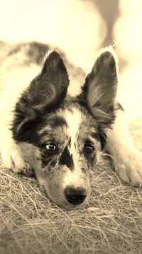Szary + Sepia