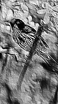 Skamielina