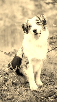 Sepia