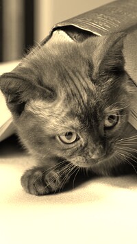 Sepia