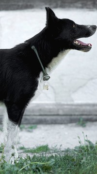 Oryginalny obrazek
